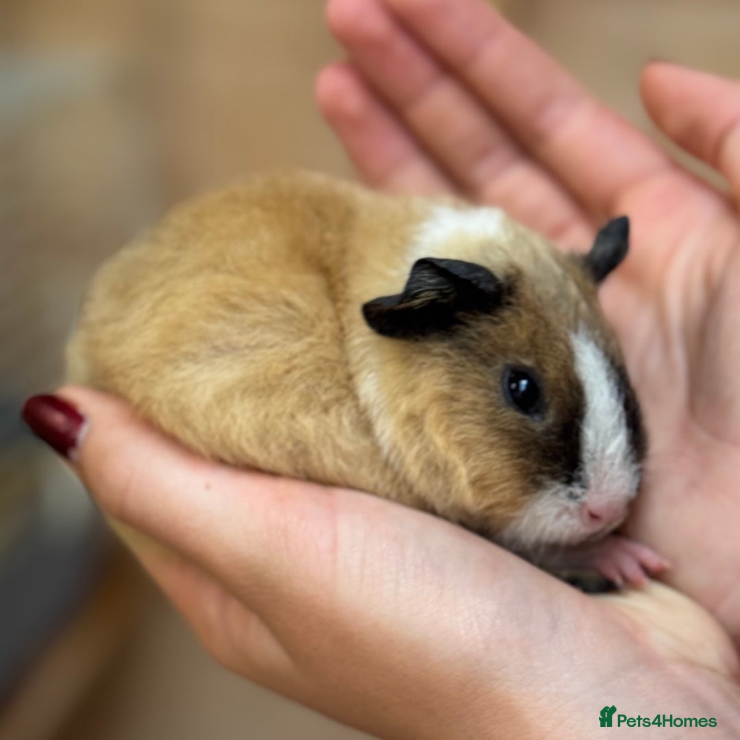 Guinea Pig rodents for sale: Californian Rex girl baby - Image 3