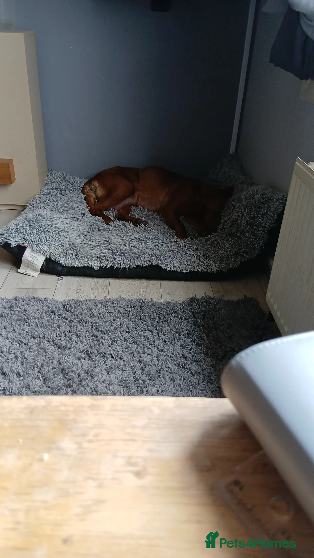 Labrador Retriever dogs for sale: Top Quality Labrador Pups - Advert 2