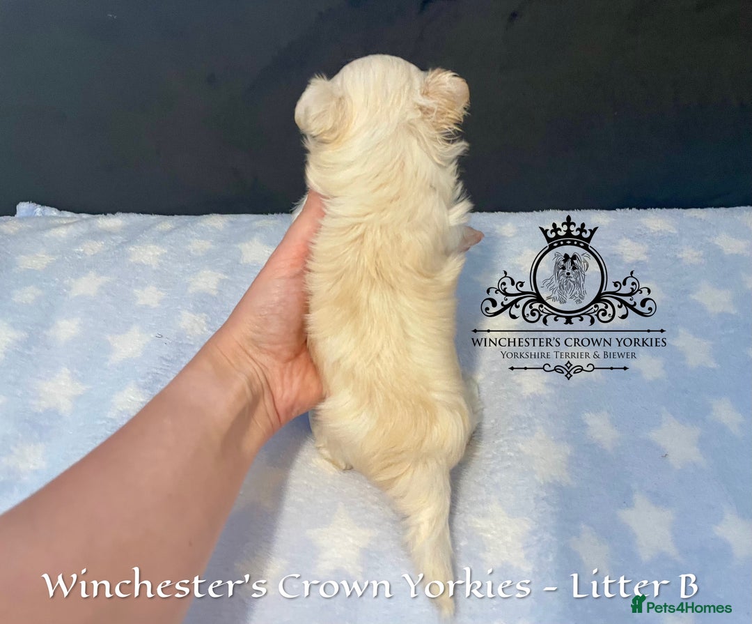Yorkshire Terrier dogs for sale: ❤️ Champion heritage KC reg.PEDIGREE puppies! 🐶❤️ - Image 6
