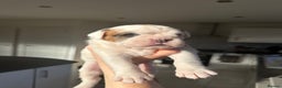 Boxer dogs for sale: 4 CHAMP BLOODLINE CHUNKY BOXER PUPS, bobtail/tail - Advert 5