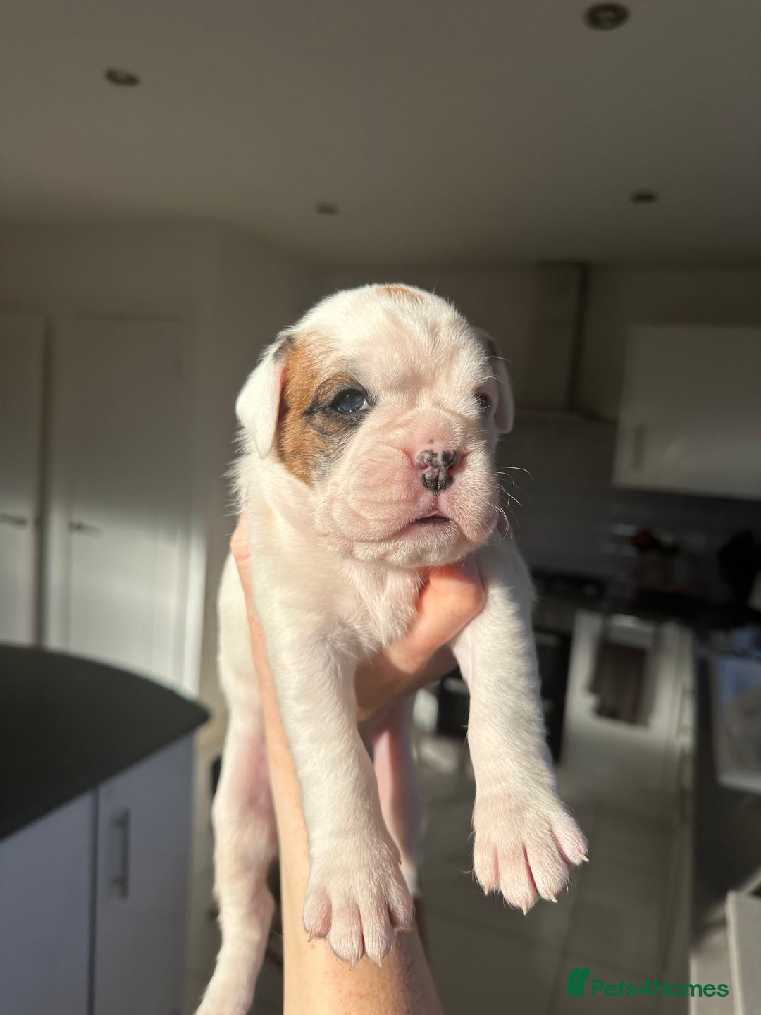 Boxer dogs for sale: 4 CHAMP BLOODLINE CHUNKY BOXER PUPS, bobtail/tail - Advert 5