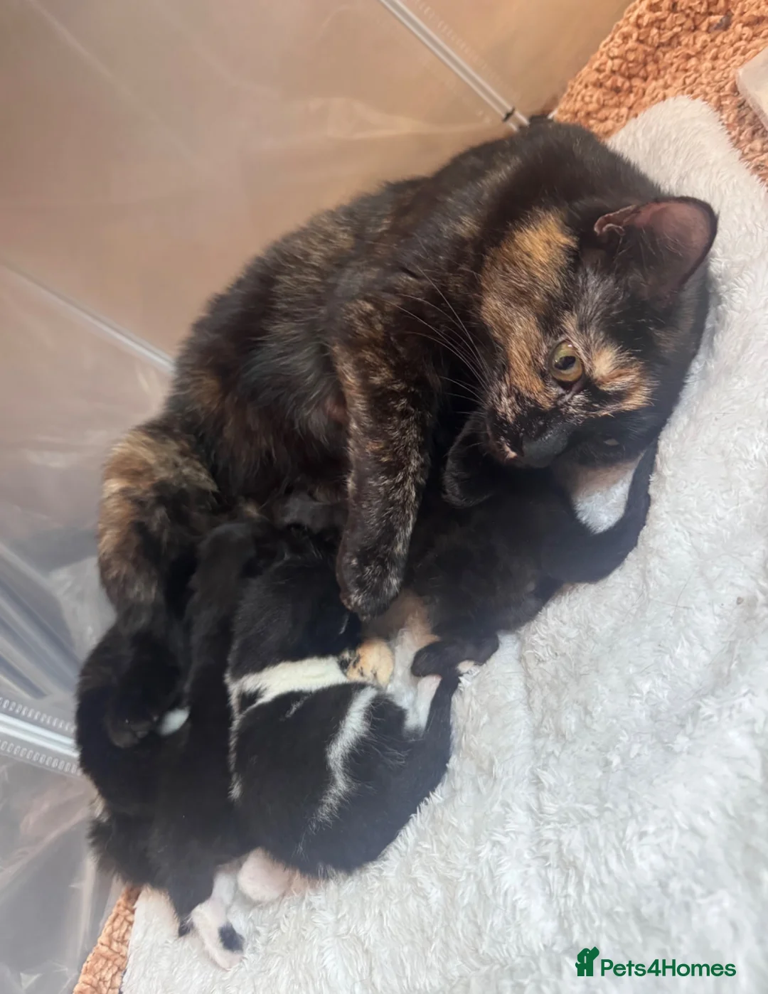 Mixed Breed cats for sale: Lovely Male Kitten Ready for His Forever Home 🐾 - Advert 2