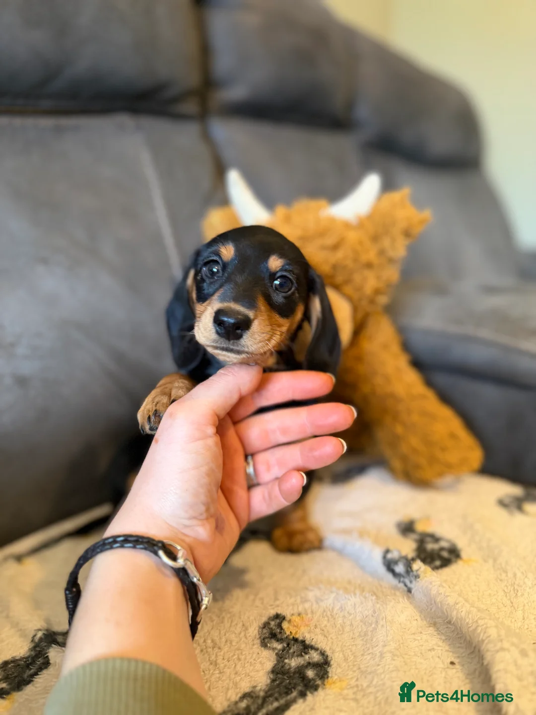 Miniature Dachshund dogs for sale: Quality miniature dachshund puppy x1 - Advert 4