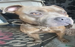 Mixed Breed dogs for sale: Meet duck  - Image 2
