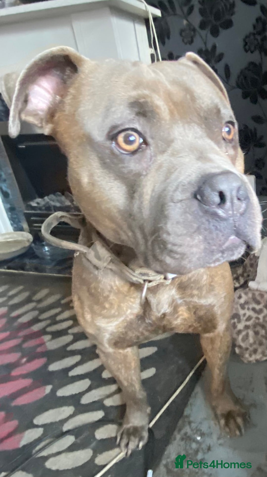 Mixed Breed dogs for sale: Meet duck  - Image 2
