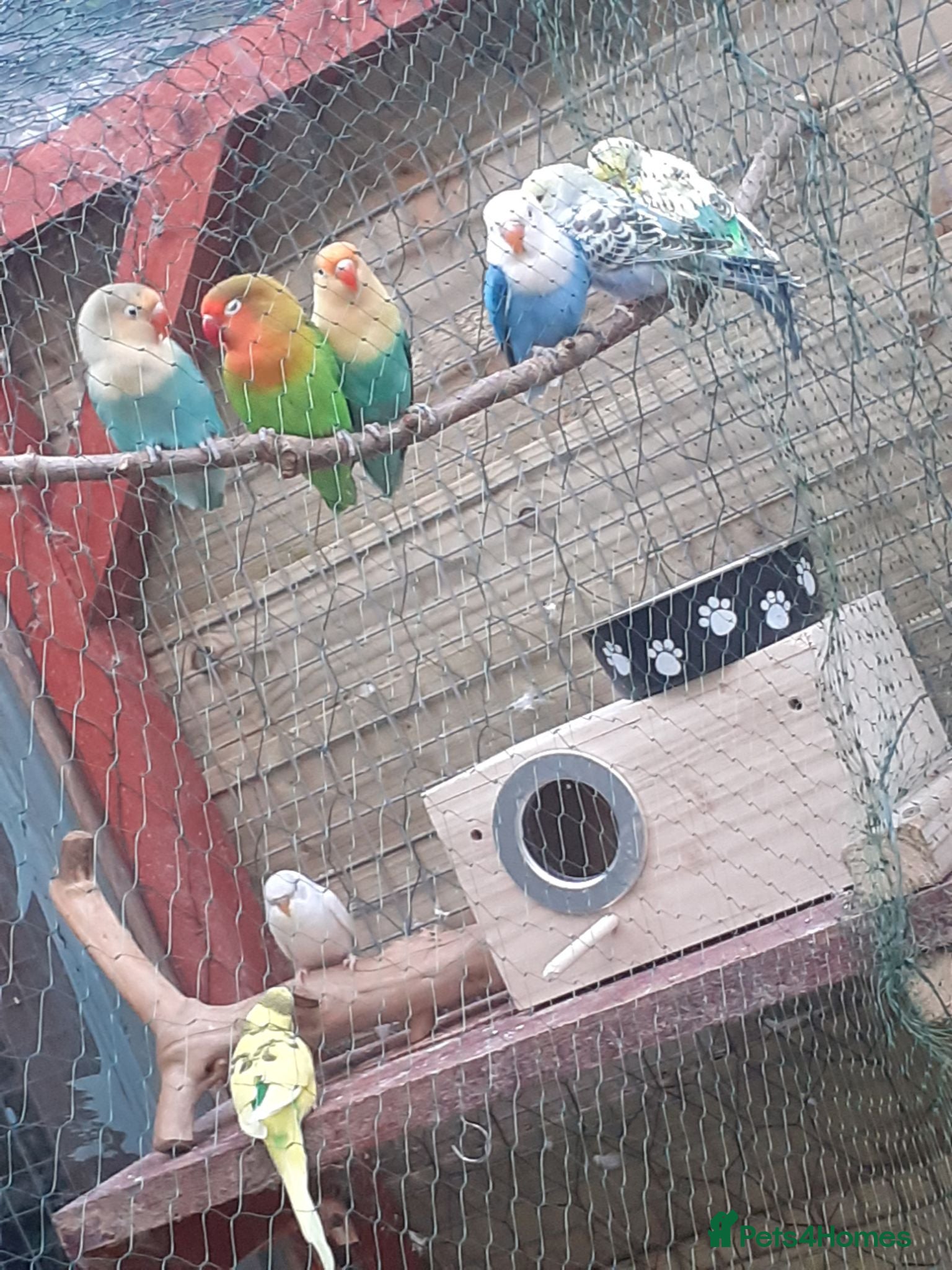 Lovebirds birds Young lovebirds unseeded, untamed - Advert 2