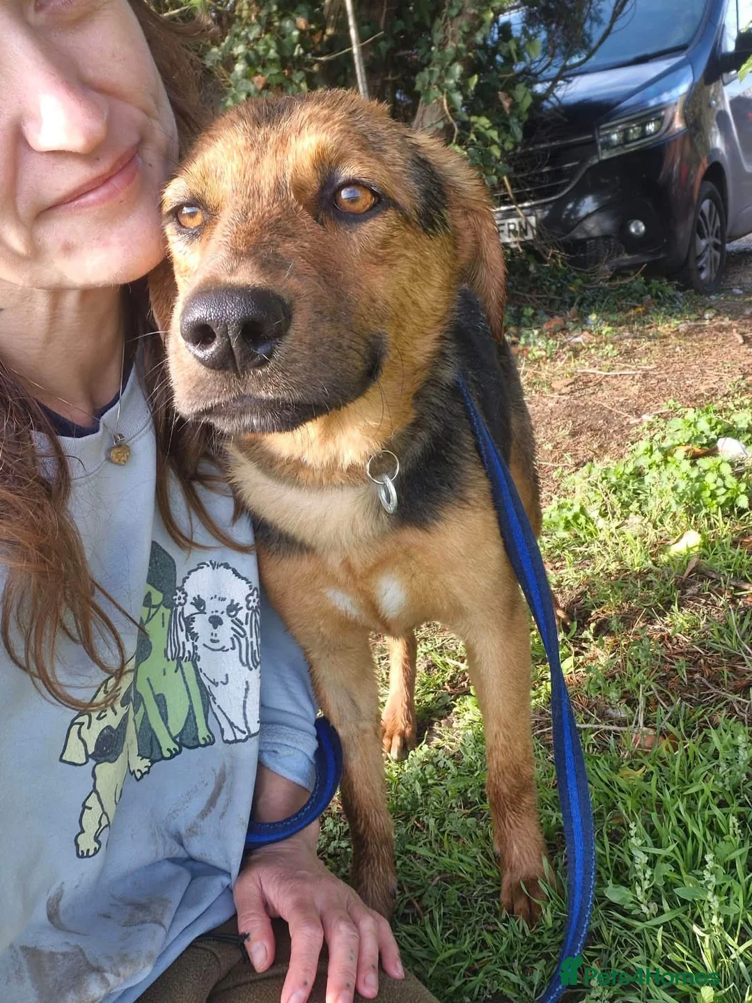 Mixed Breed dogs for adoption: Vic - Norwich Norfolk  - Advert 2