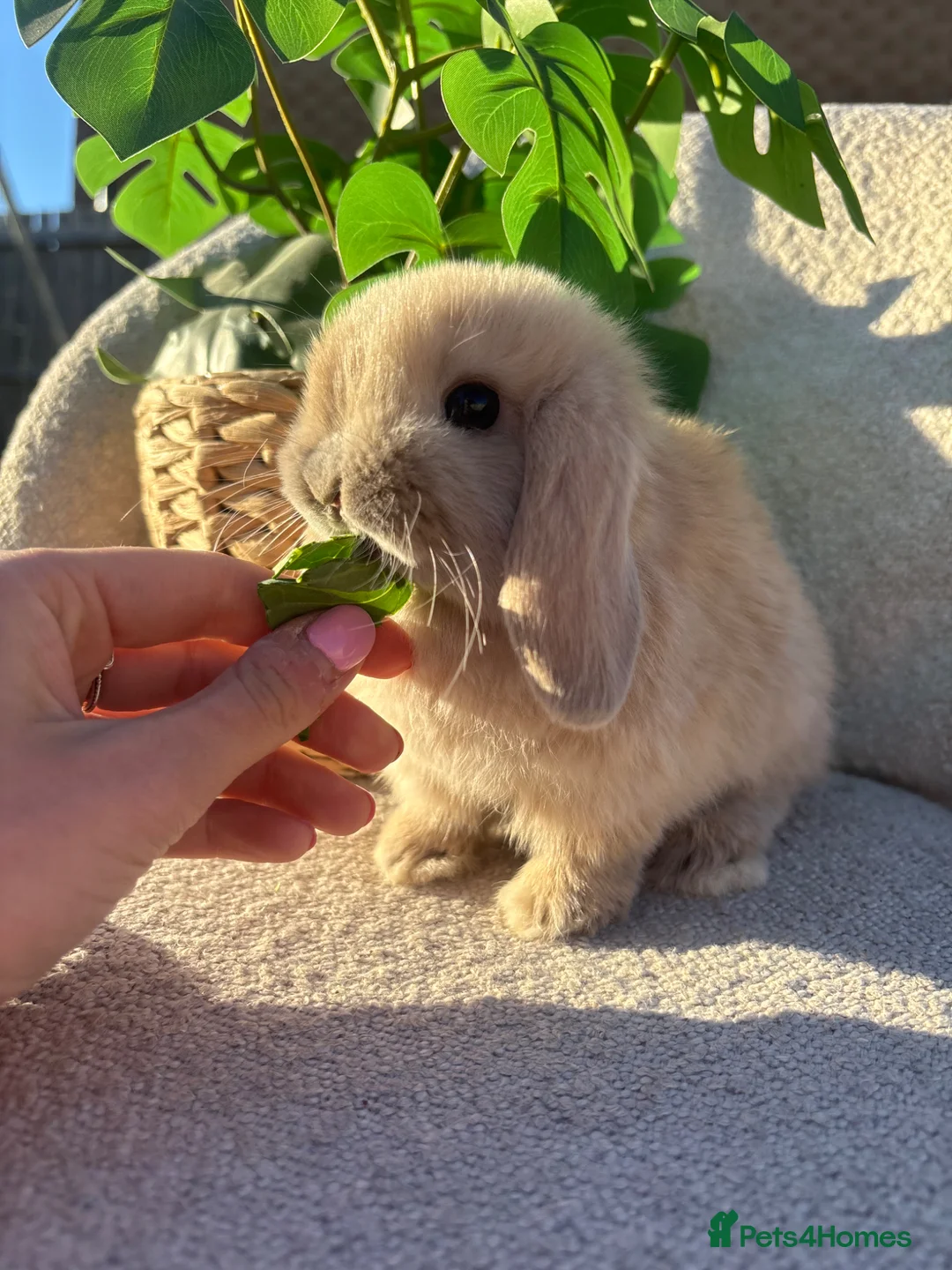 Mini Lop rabbits for sale: Baby mini lops for sale **ready now** - Advert 2