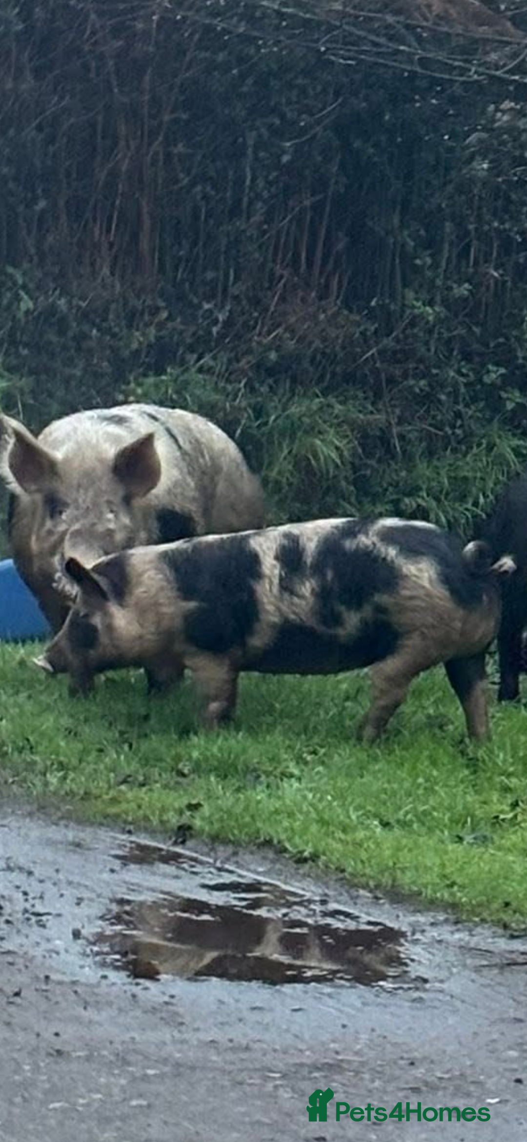 Pig livestock for sale: 4 pietrain sows  - Advert 5