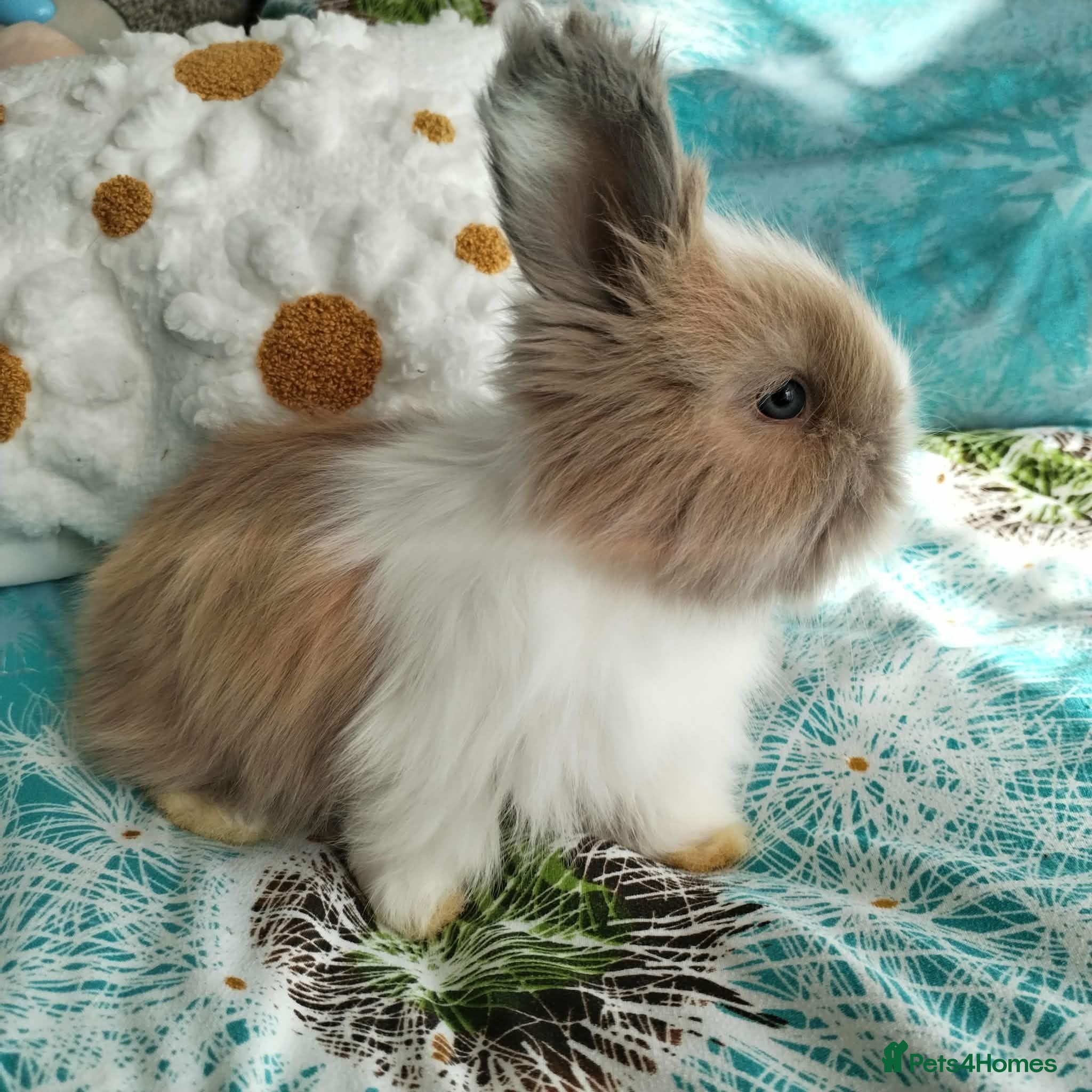 Angora rabbits English Full Face Angora Bunnies - Advert 1