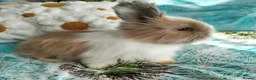 Angora rabbits for sale: English Full Face Angora Bunnies - Advert 1