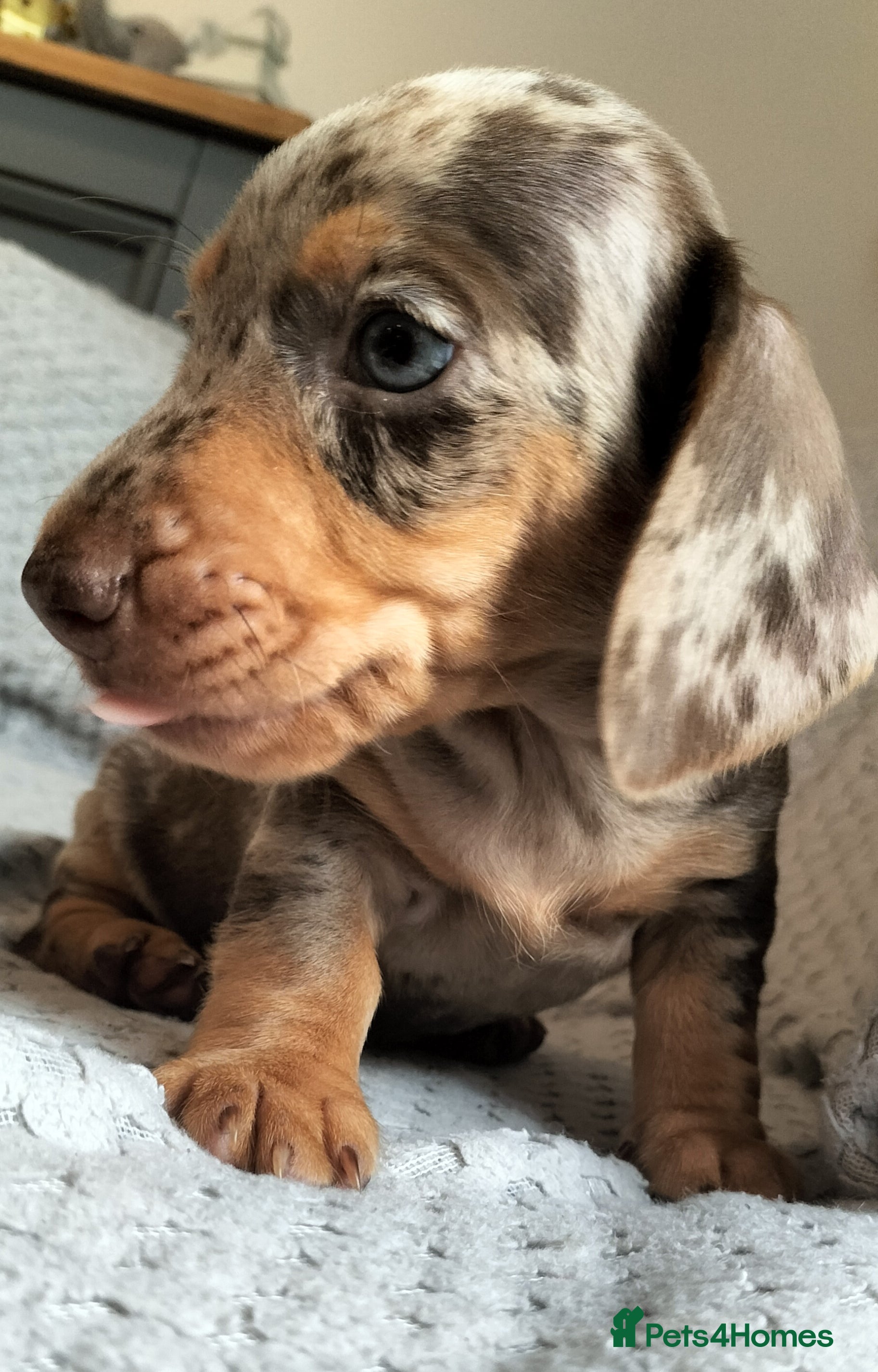 Miniature Dachshund dogs Beautiful miniature dachshunds 😊 - Advert 6
