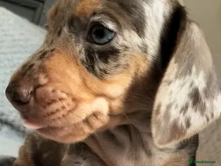 Miniature Dachshund dogs Beautiful miniature dachshunds 😊 - Advert 7