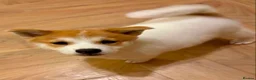 Japanese Shiba Inu dogs for sale: Japanese shiba inu puppies  - Advert 10