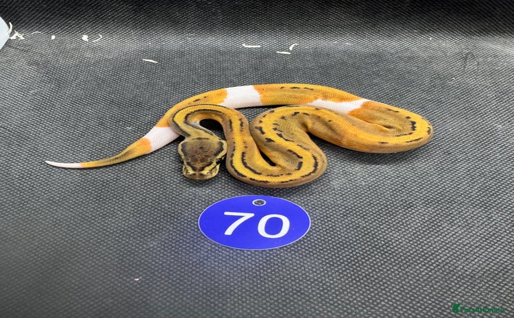 Python Snake reptiles - Advert 1