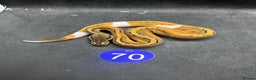 Python Snake reptiles for sale: Royal pythons from £60 - Advert 2
