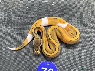 Python Snake reptiles - Advert 18