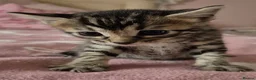 Mixed Breed cats for sale: Bengal x Russian Blue kittens - Advert 9