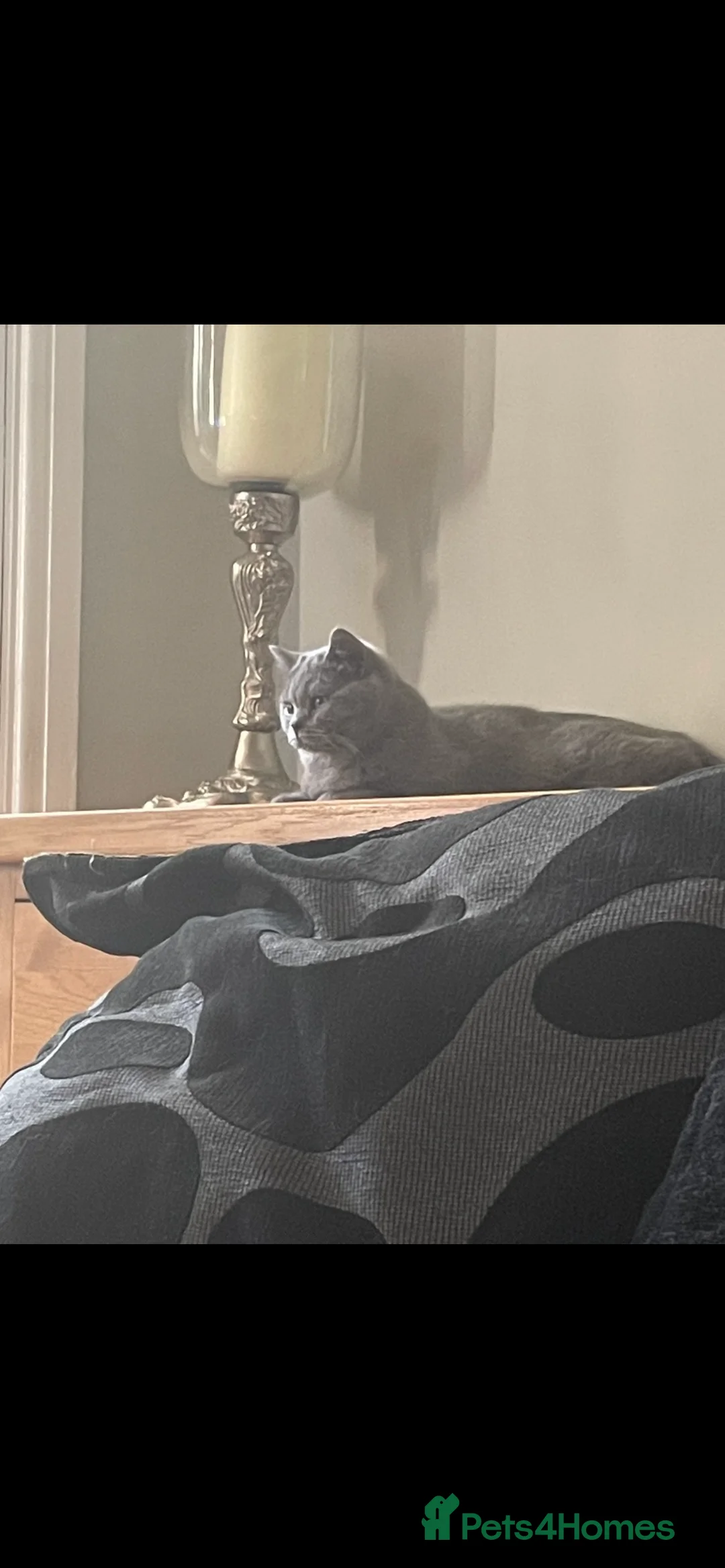British Shorthair cats for sale: Stunning British Shorthairs - Advert 2
