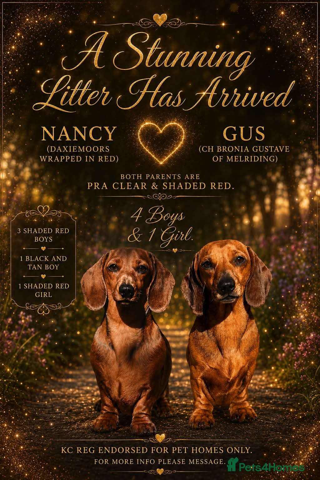 Miniature Dachshund dogs Kc reg pra clear mini smooth babies  - Advert 1