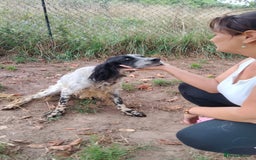 English Setter dogs for adoption: Tae   - Image 8