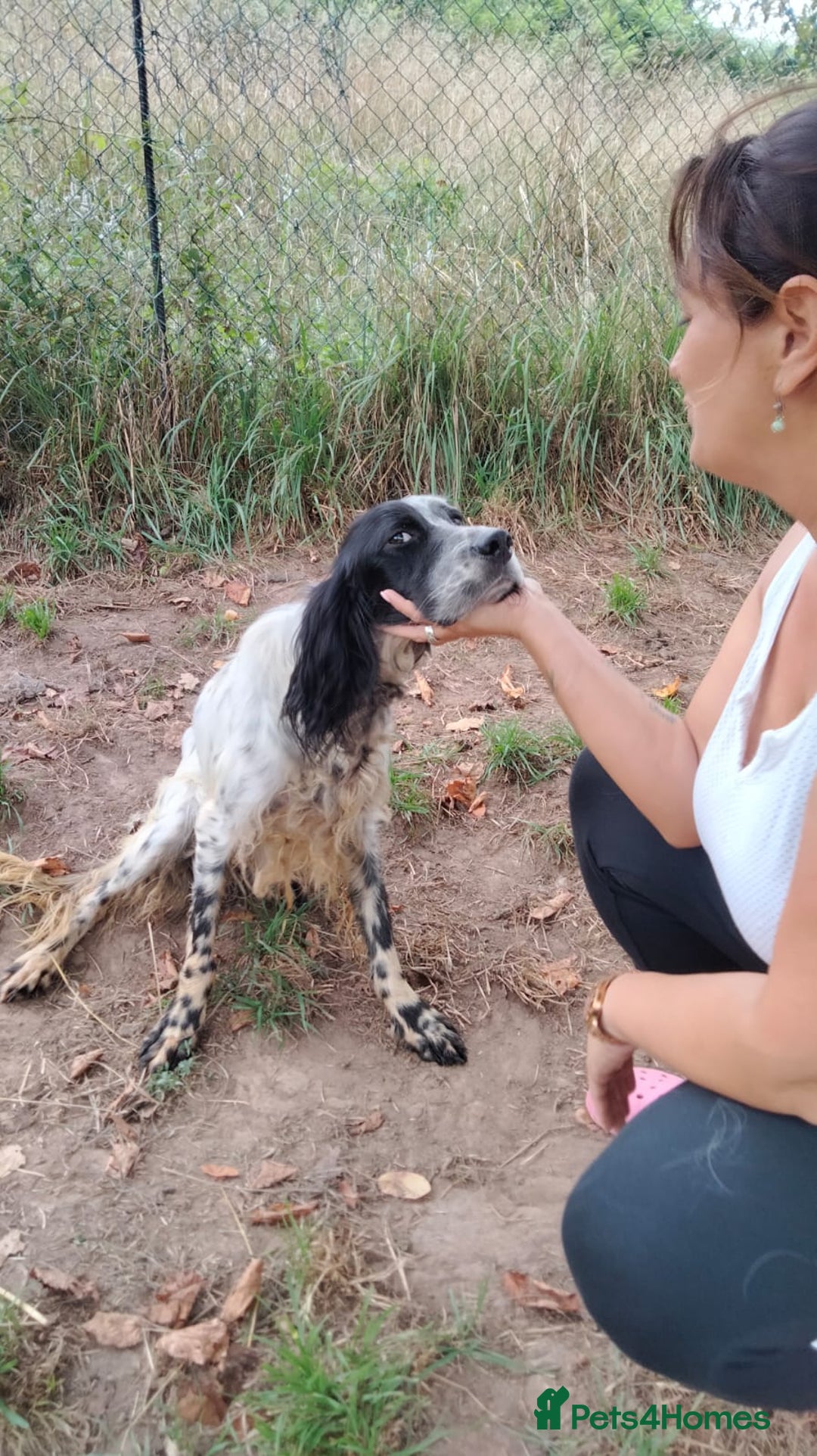 English Setter dogs for adoption: Tae   - Image 8