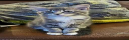 Mixed Breed cats for sale: Amazing kittens - Advert 5