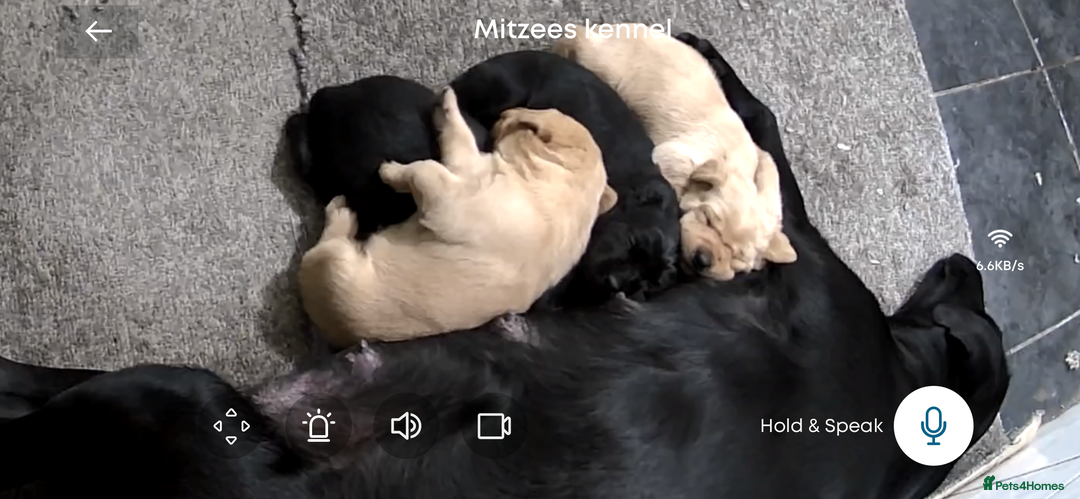 Labrador Retriever dogs for sale: Beautiful chunky KC Labrador ftch bloodline - Image 8