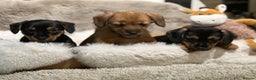 Mixed Breed dogs for sale: Stunning Norfolk terrier x miniature dachshund  - Advert 2
