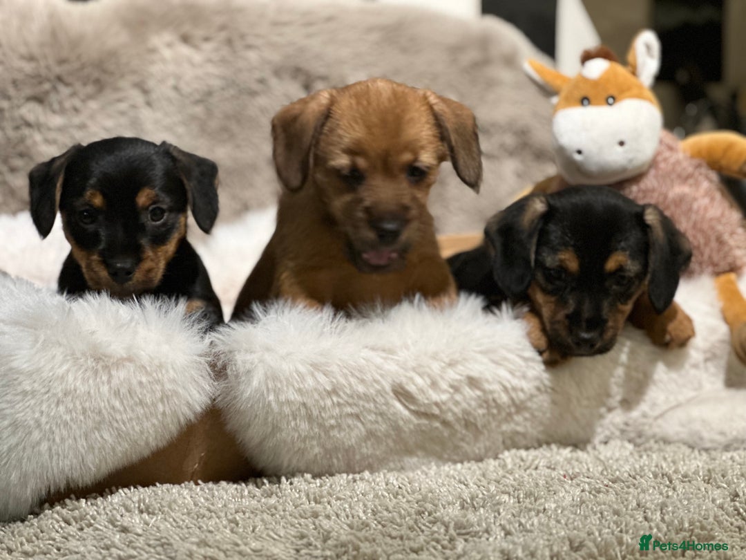 Mixed Breed dogs for sale: Stunning Norfolk terrier x miniature dachshund  - Advert 2