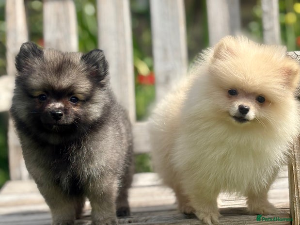 Pomeranian dogs - Advert 7
