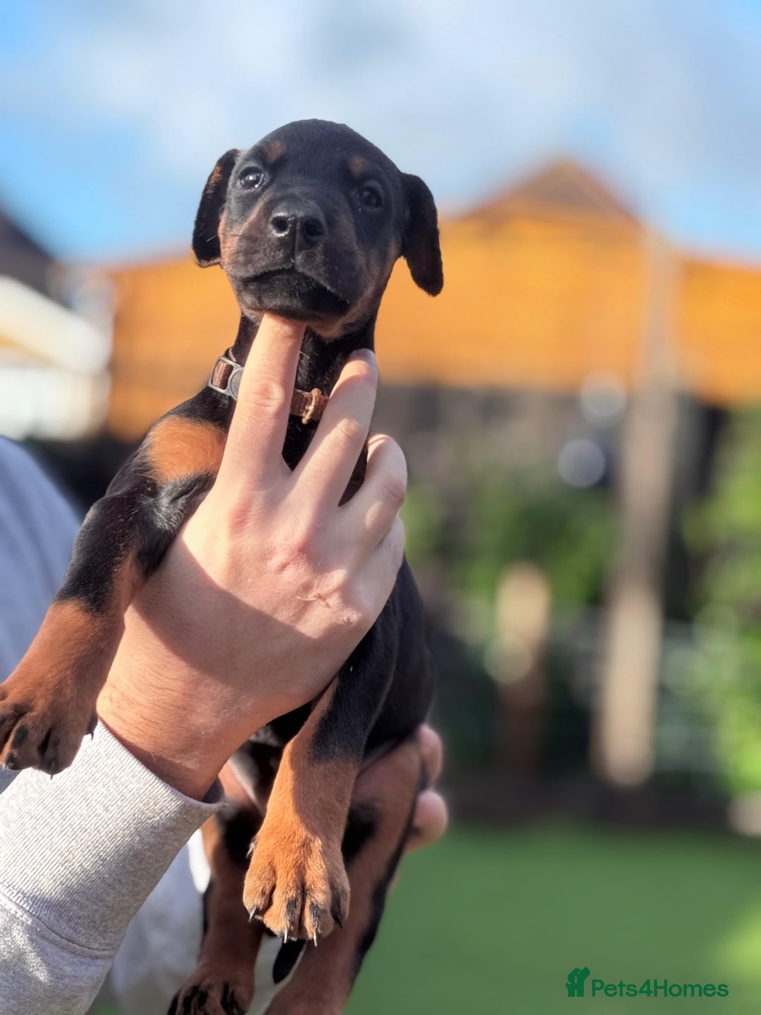 Dobermann dogs for sale: 🐾 Dobermann puppies/KC reg🐾 Top Pedigree - Advert 15