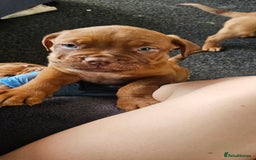 Dogue De Bordeaux dogs for sale: 11 Dogue de Bordeaux Puppies – 7 Boys & 4 Girls - Image 18