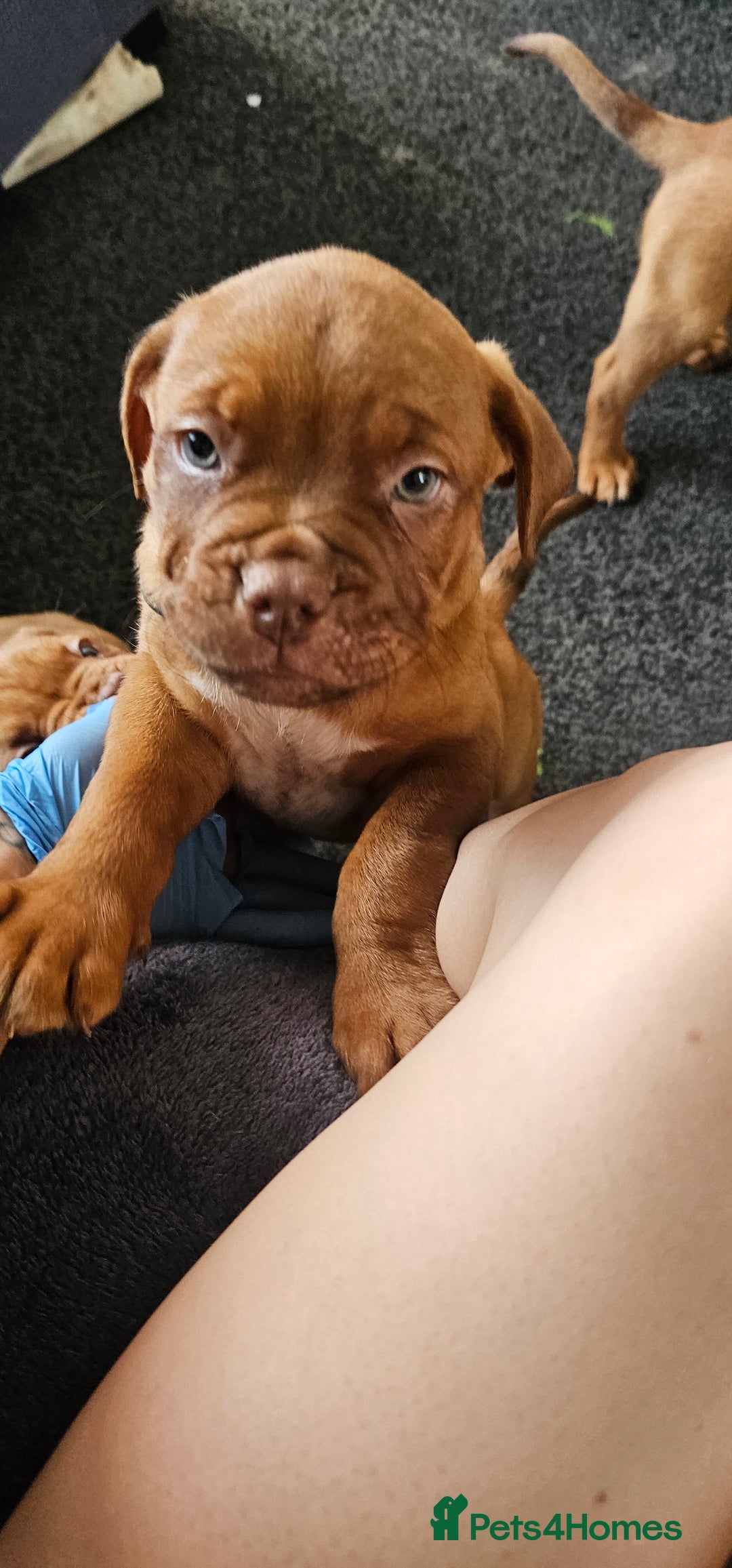 Dogue De Bordeaux dogs for sale: 11 Dogue de Bordeaux Puppies – 7 Boys & 4 Girls - Image 18