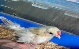Chickens poultry for sale: 2 Silkied Seramas  - Image 1