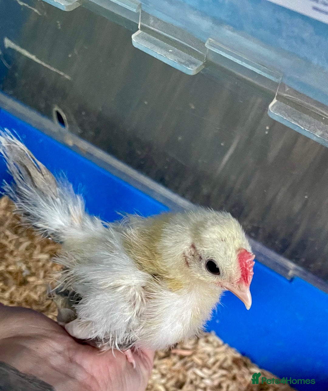 Chickens poultry for sale: 2 Silkied Seramas  - Image 1