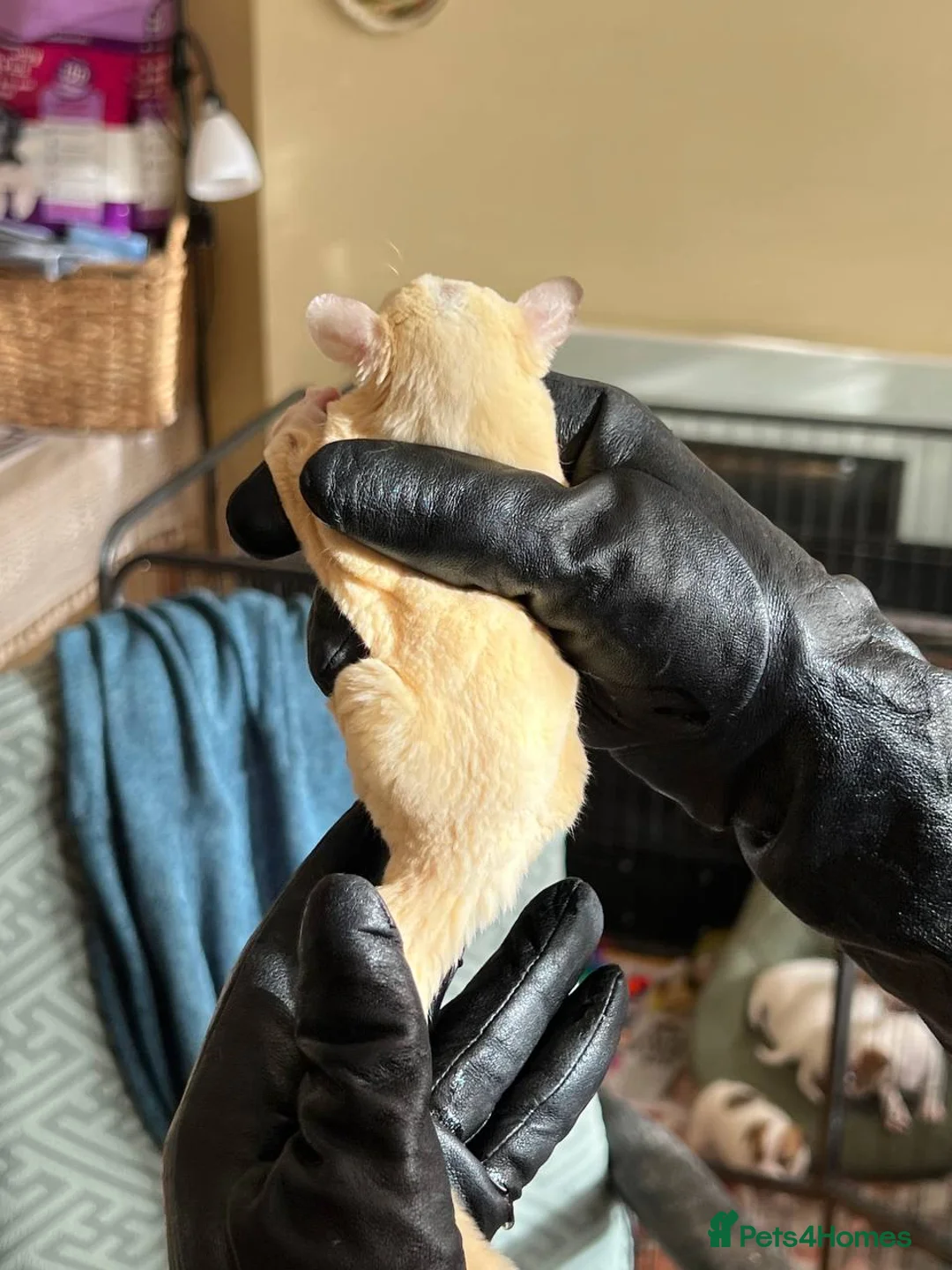 Sugar Glider rodents for sale: ✨ EXCEPTIONAL SUGAR GLIDER CLAN  - Advert 19