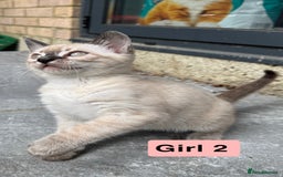 Bengal cats for sale: 4 Beautiful Bengals for sale  - Image 10