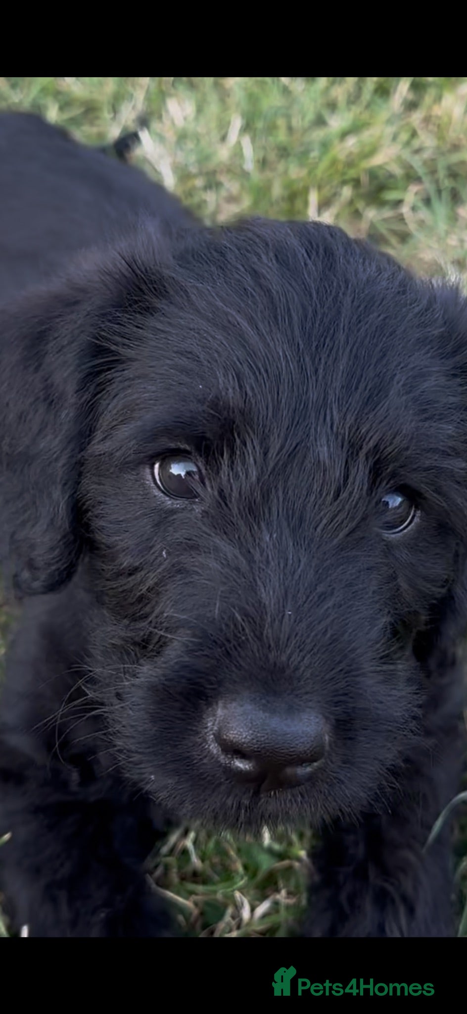 Labradoodle dogs Beautiful happy labradoodle puppies. Ready now - Advert 2