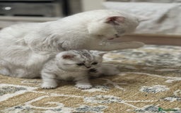 British Shorthair cats for sale: 2 TICA registered BSH kittens  - Image 14