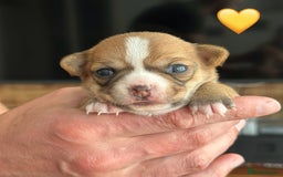 Chihuahua dogs for sale: 6 Gorgeous Chihuahua Puppies 🐶💙🩷🩷🩷🩷💙  - Image 15