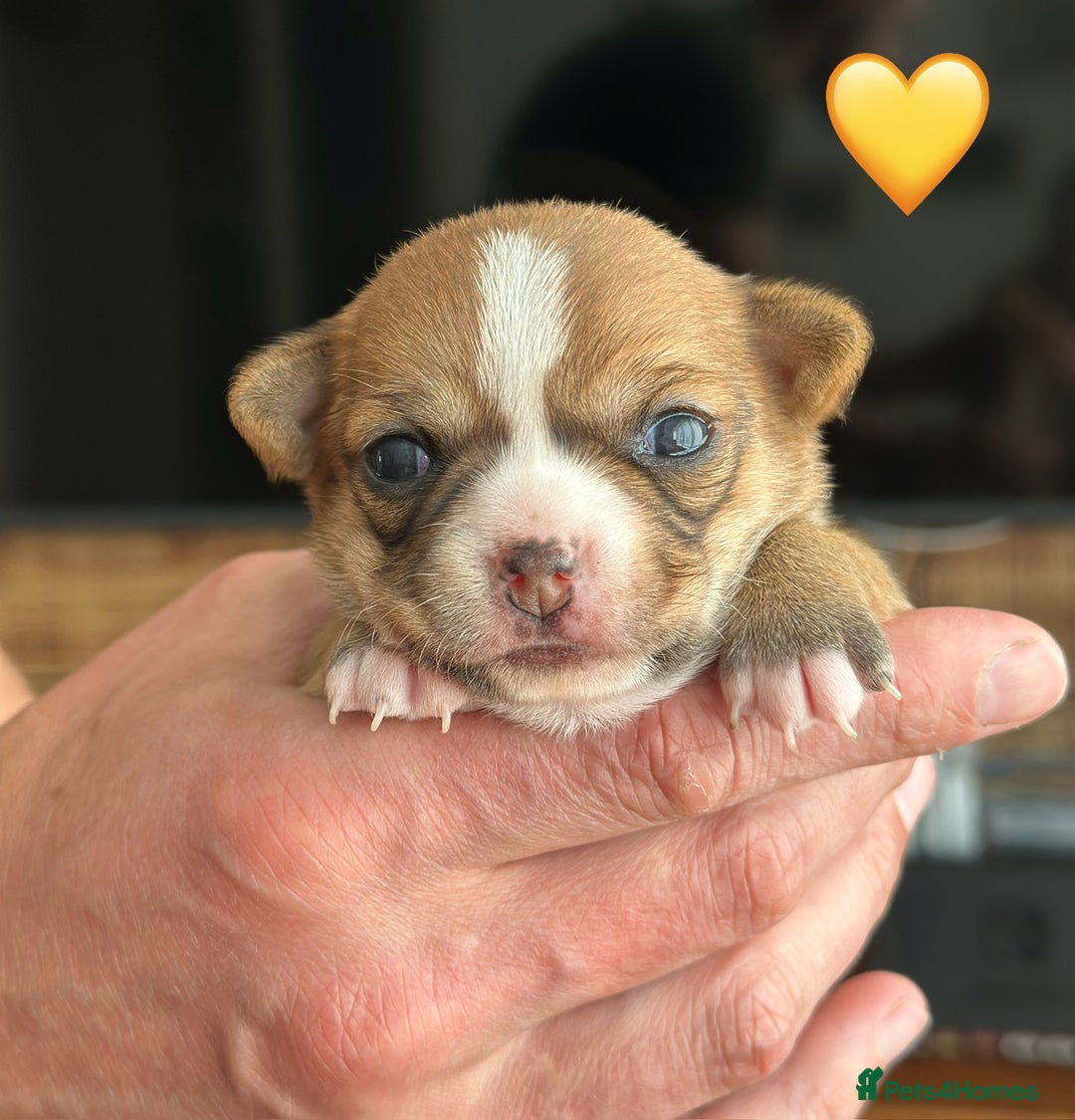 Chihuahua dogs for sale: 6 Gorgeous Chihuahua Puppies 🐶💙🩷🩷🩷🩷💙  - Image 15