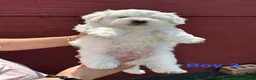 Bichon Frise dogs for sale:     🐶 6 Adorable Puppies Looking for a Home - Advert 21