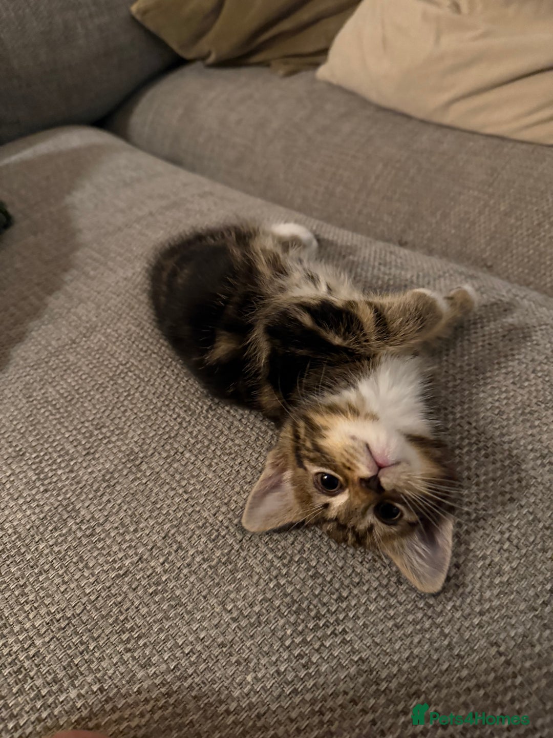 Mixed Breed cats for sale: 5 beautiful kittens for sale - Image 10