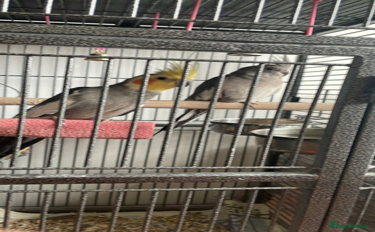 Cockatiels birds - Advert 4