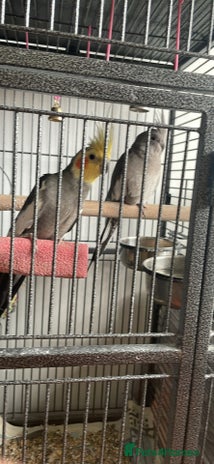 Cockatiels birds - Advert 9