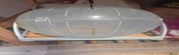 Hamster rodents for sale: Male hamster with cage in Nottingham - Advert 5