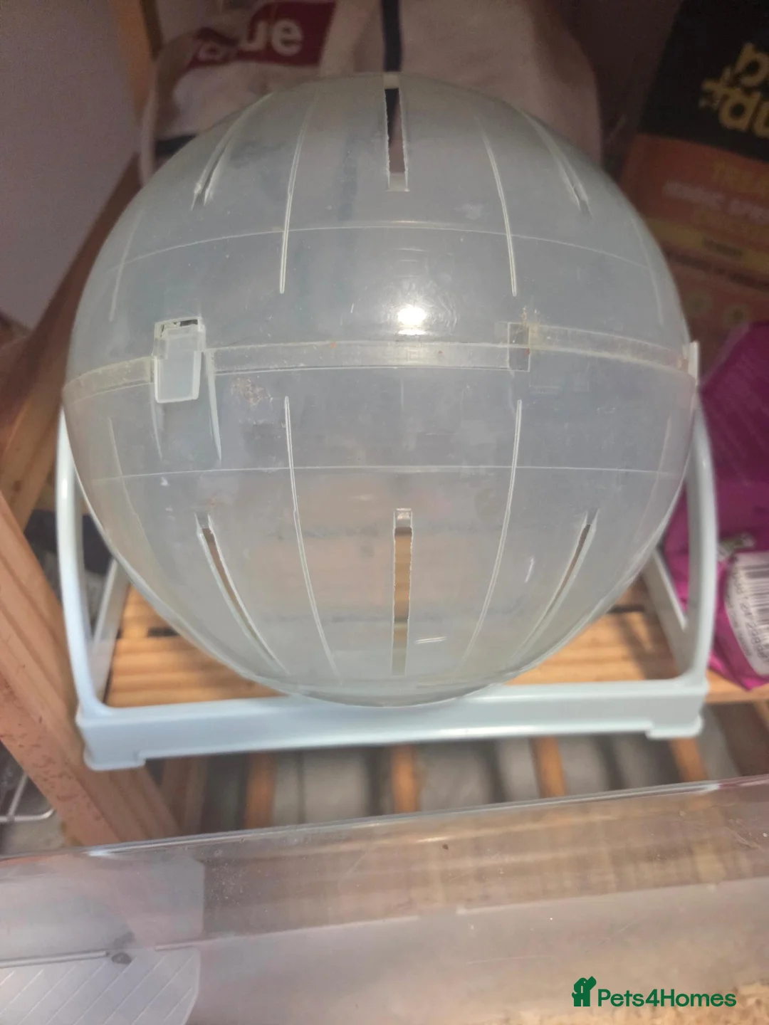 Hamster rodents for sale: Male hamster with cage in Nottingham - Advert 5