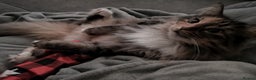 Norwegian Forest Cat cats for sale: Norwegian Forest Cat Female 10yrs - Advert 4