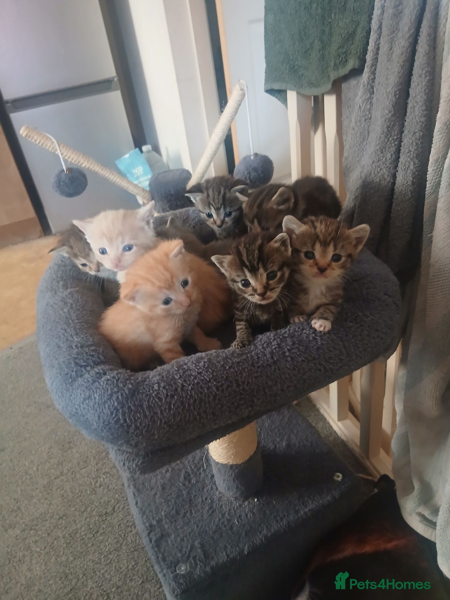Mixed Breed cats 8 kittens for sale ready now - Advert 14